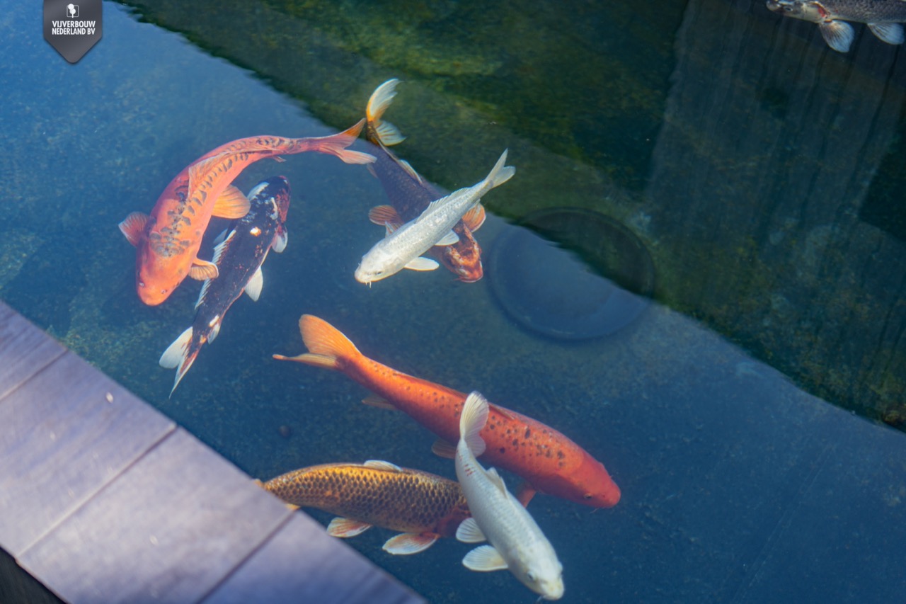 koi vis