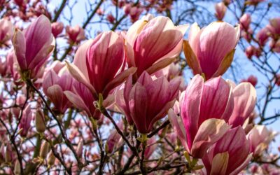 Blog – Een magnolia in de tuin: tijdloze allure met voorjaarsmagie